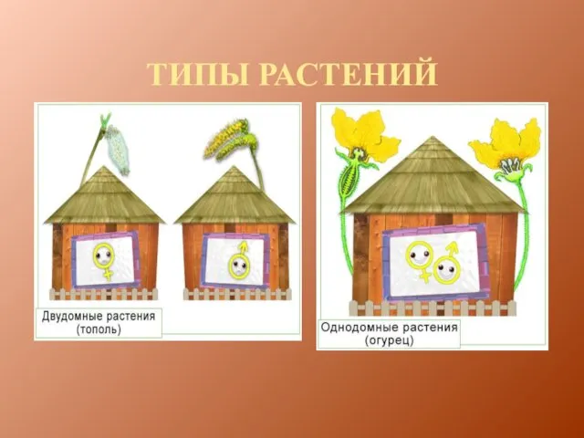 ТИПЫ РАСТЕНИЙ