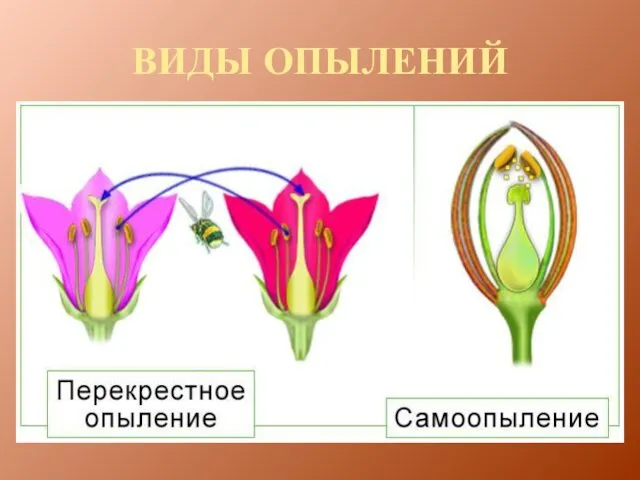 ВИДЫ ОПЫЛЕНИЙ