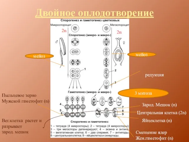 Двойное оплодотворение мейоз 3 митоза Смещение ядер Жен.гаметофит (n) Пыльцевое