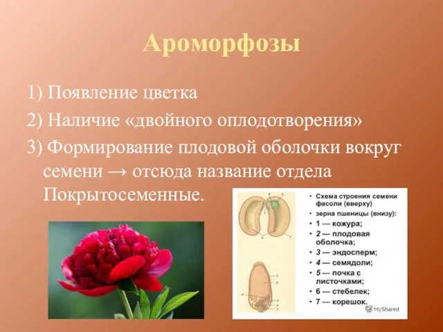 Ароморфозы 1) Появление цветка 2) Наличие «двойного оплодотворения» 3) Формирование