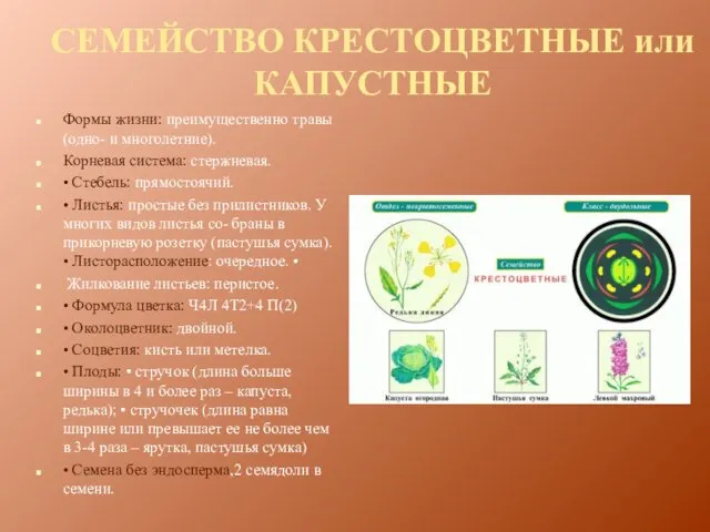 СЕМЕЙСТВО КРЕСТОЦВЕТНЫЕ или КАПУСТНЫЕ Формы жизни: преимущественно травы (одно- и