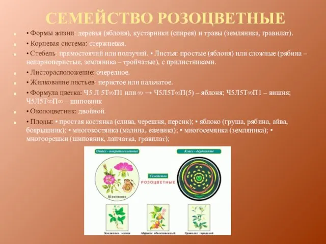 СЕМЕЙСТВО РОЗОЦВЕТНЫЕ • Формы жизни: деревья (яблоня), кустарники (спирея) и