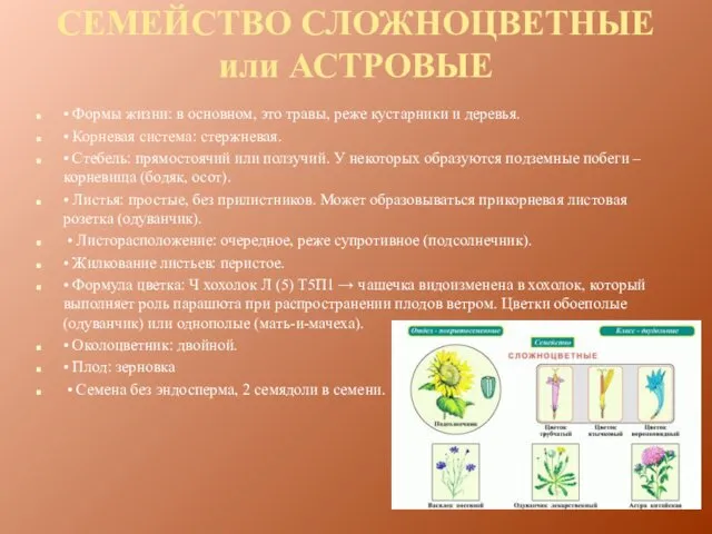 СЕМЕЙСТВО СЛОЖНОЦВЕТНЫЕ или АСТРОВЫЕ • Формы жизни: в основном, это