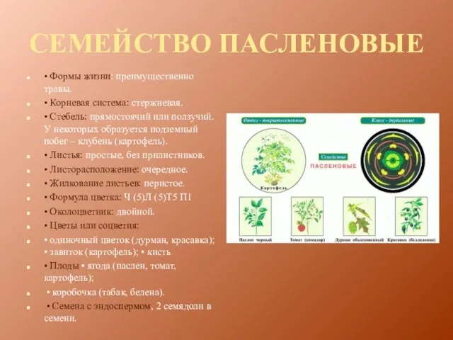 СЕМЕЙСТВО ПАСЛЕНОВЫЕ • Формы жизни: преимущественно травы. • Корневая система: