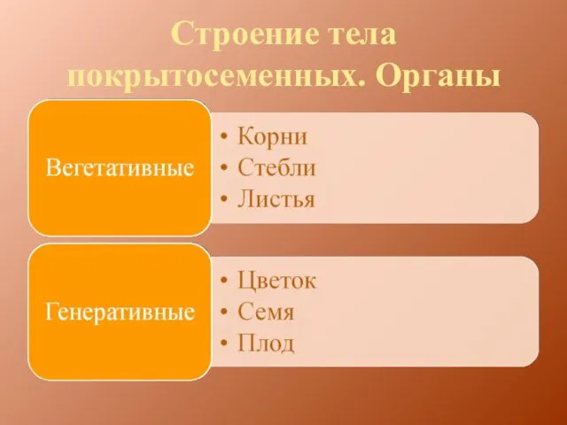 Строение тела покрытосеменных. Органы