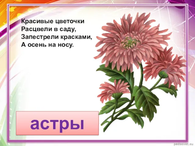 астры Красивые цветочки Расцвели в саду, Запестрели красками, А осень на носу.