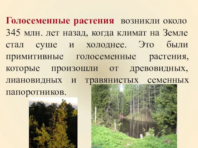 Голосеменные растения возникли около 345 млн. лет назад, когда климат