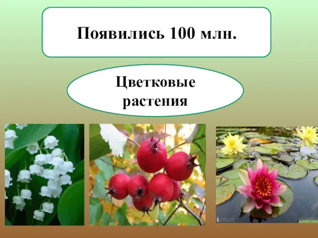 Цветковые растения Появились 100 млн.