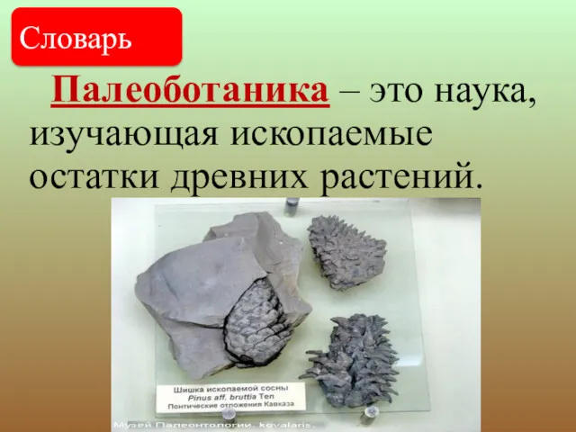 Палеоботаника – это наука, изучающая ископаемые остатки древних растений. Словарь