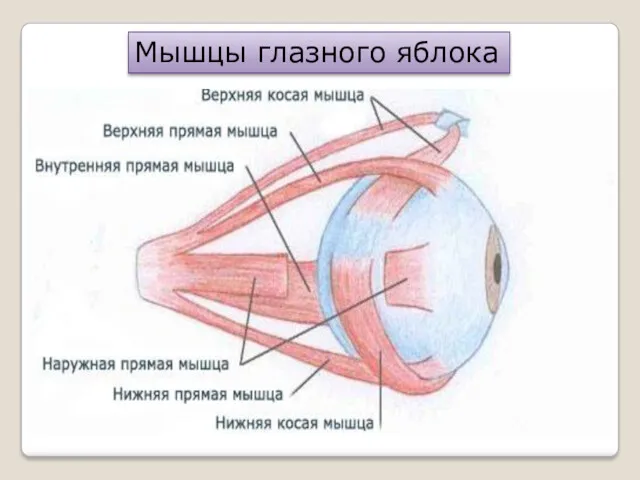 Мышцы глазного яблока