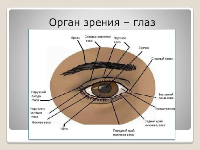 Орган зрения – глаз