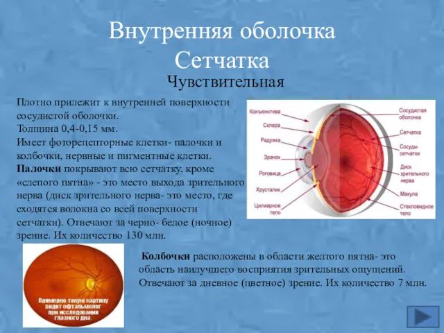 Внутренняя оболочка Сетчатка Чувствительная Плотно прилежит к внутренней поверхности сосудистой