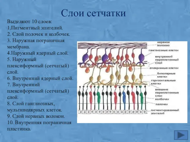 Слои сетчатки Выделяют 10 слоев: 1.Пигментный эпителий. 2. Слой полочек