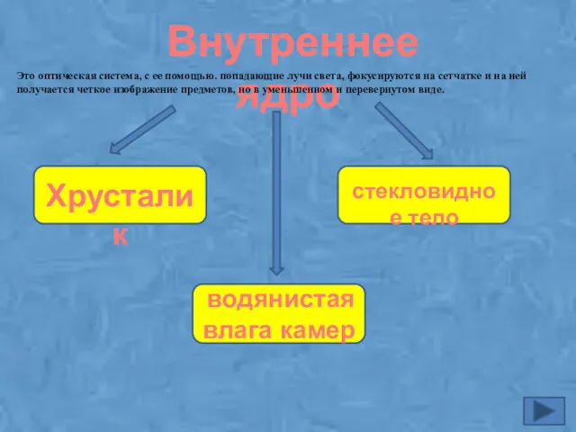 Внутреннее ядро Хрусталик водянистая влага камер стекловидное тело Это оптическая