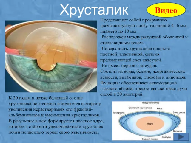 Хрусталик Представляет собой прозрачную двояковыпуклую линзу. толщиной 4- 6 мм,