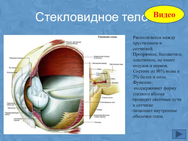 Стекловидное тело Располагается между хрусталиком и сетчаткой. Прозрачное, бесцветное, эластичное,