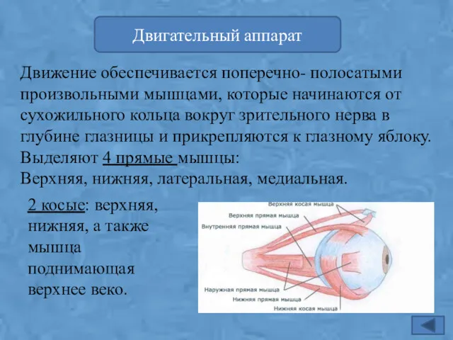 Двигательный аппарат Движение обеспечивается поперечно- полосатыми произвольными мышцами, которые начинаются