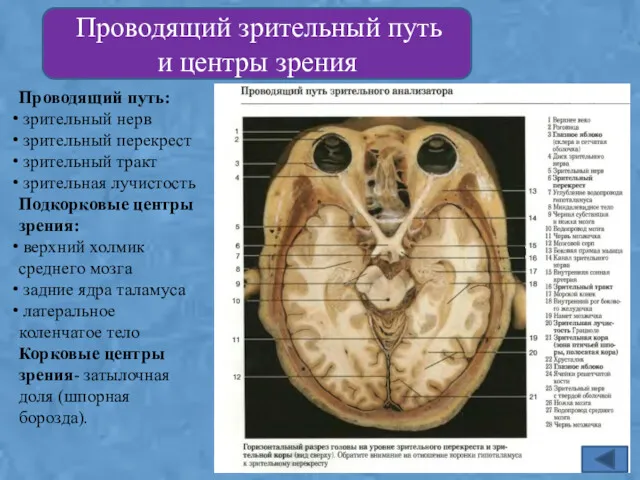 Проводящий зрительный путь и центры зрения Проводящий путь: зрительный нерв