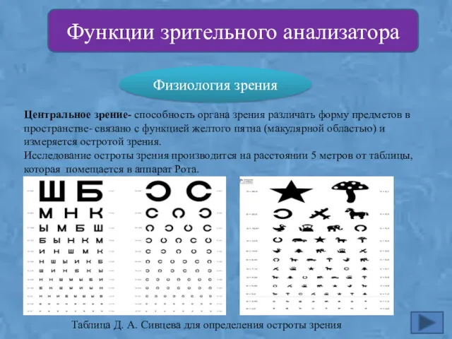 Функции зрительного анализатора Физиология зрения Центральное зрение- способность органа зрения