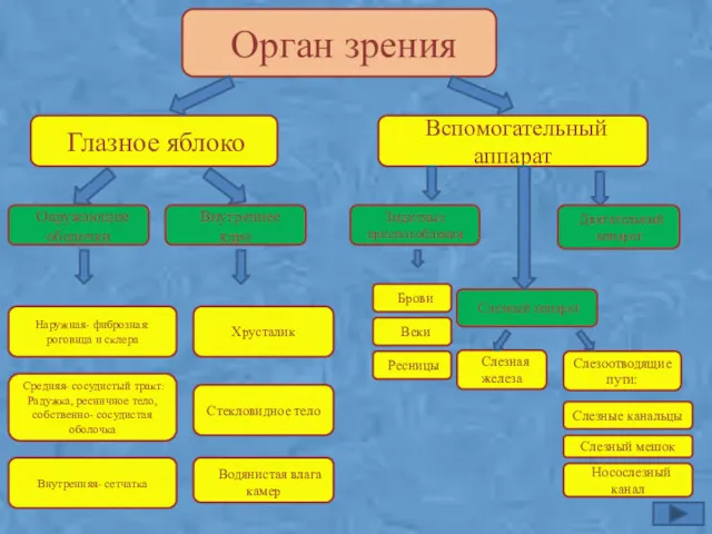 Орган зрения Глазное яблоко Вспомогательный аппарат Окружающие оболочки Внутреннее ядро