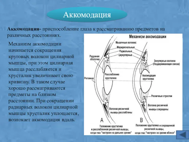 Аккомодация Аккомодация- приспособление глаза к рассматриванию предметов на различных расстояниях.