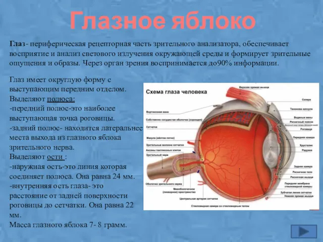 Глазное яблоко Глаз- периферическая рецепторная часть зрительного анализатора, обеспечивает восприятие