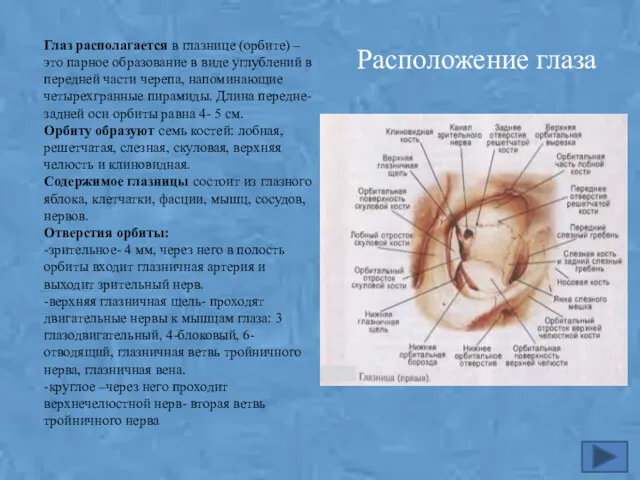 Глаз располагается в глазнице (орбите) –это парное образование в виде