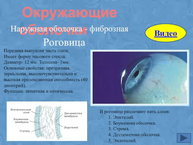 Окружающие оболочки Наружная оболочка - фиброзная Роговица Передняя выпуклая часть