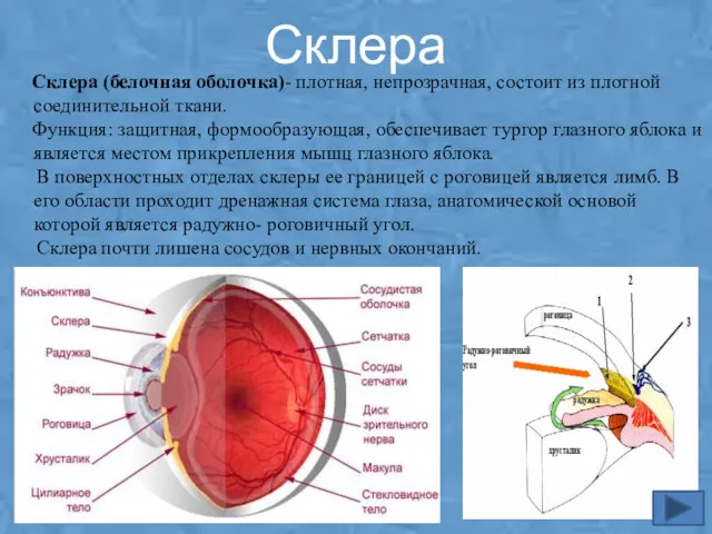 Склера Склера (белочная оболочка)- плотная, непрозрачная, состоит из плотной соединительной