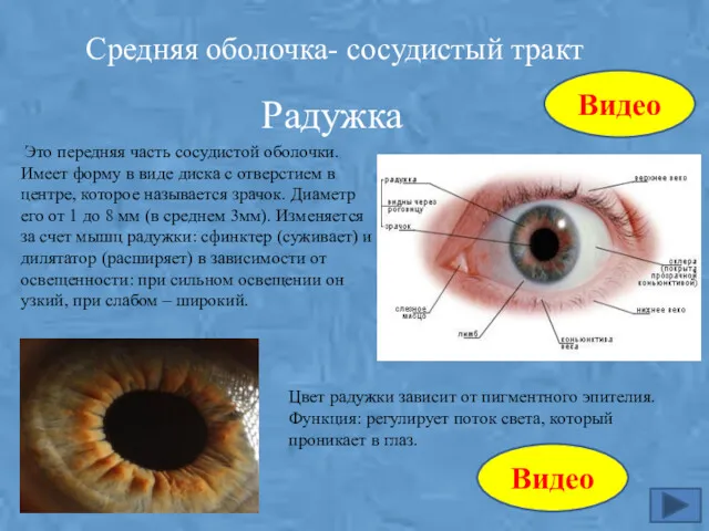 Средняя оболочка- сосудистый тракт Радужка Это передняя часть сосудистой оболочки.