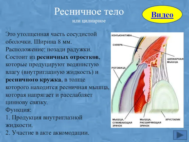 Ресничное тело или цилиарное Это утолщенная часть сосудистой оболочки. Ширина