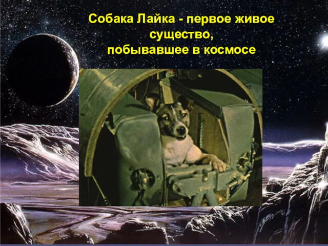 Собака Лайка - первое живое существо, побывавшее в космосе