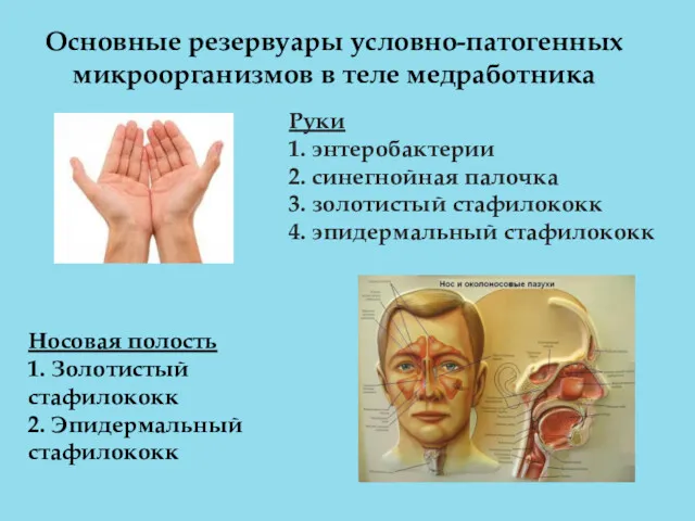 Руки 1. энтеробактерии 2. синегнойная палочка 3. золотистый стафилококк 4. эпидермальный стафилококк Основные