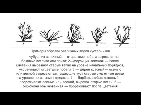 Примеры обрезки различных видов кустарников 1 — чубушник венечный — отцветшие побеги вырезают