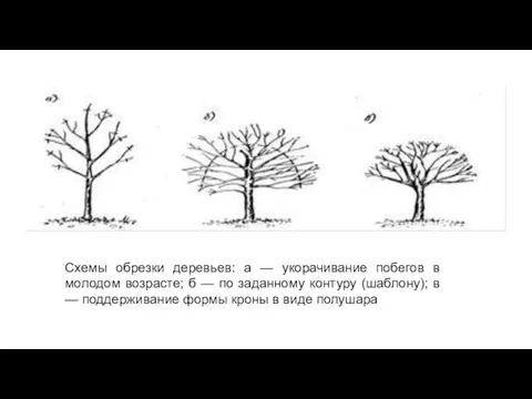 Схемы обрезки деревьев: а — укорачивание побегов в молодом возрасте; б — по