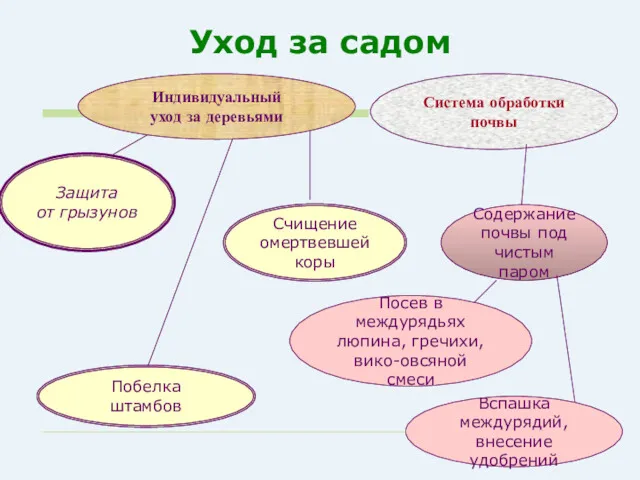 Уход за садом Защита от грызунов Побелка штамбов Счищение омертвевшей