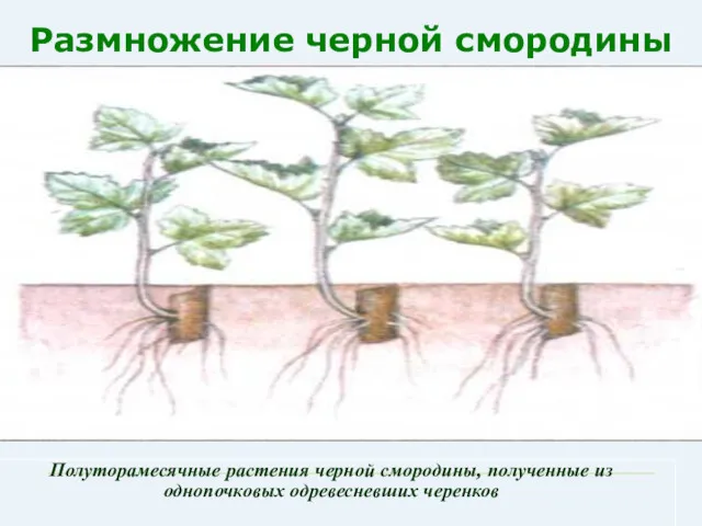 Размножение черной смородины