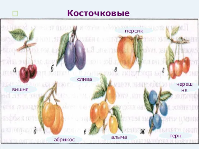 Косточковые терн алыча абрикос персик слива вишня черешня