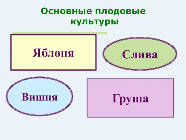 Основные плодовые культуры Яблоня Груша Вишня Слива