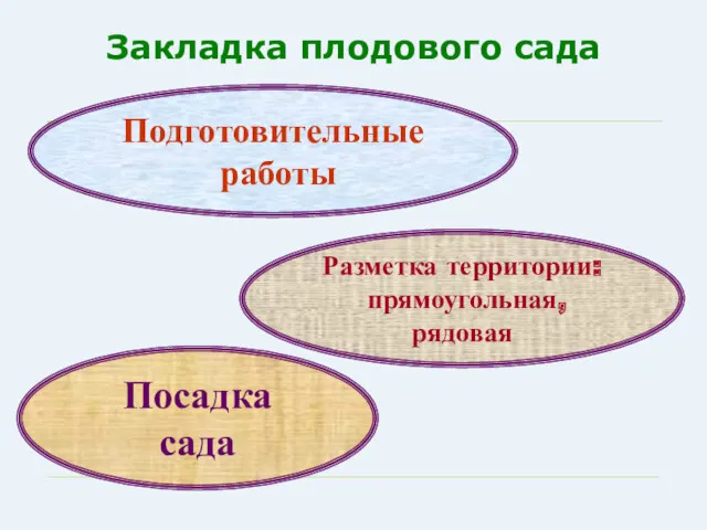 Закладка плодового сада Подготовительные работы Разметка территории: прямоугольная, рядовая Посадка сада