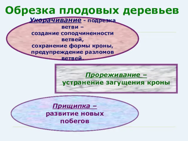 Обрезка плодовых деревьев Укорачивание - подрезка ветви – создание соподчиненности