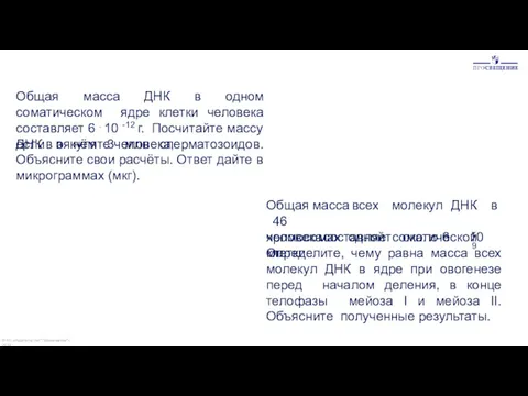 Общая масса ДНК в одном соматическом ядре клетки человека составляет