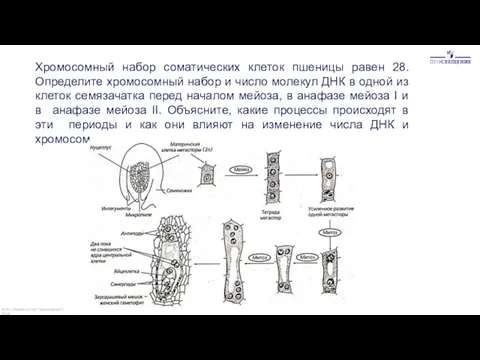 Хромосомный набор соматических клеток пшеницы равен 28. Определите хромосомный набор