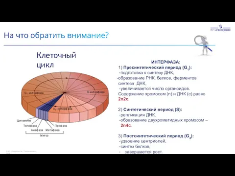 Клеточный цикл ИНТЕРФАЗА: 1) Пресинтетический период (G1): подготовка к синтезу