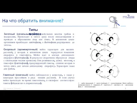 © АО «Издательство "Просвещение"», 2019 13 Зиготный (начальный) мейоз свойственен