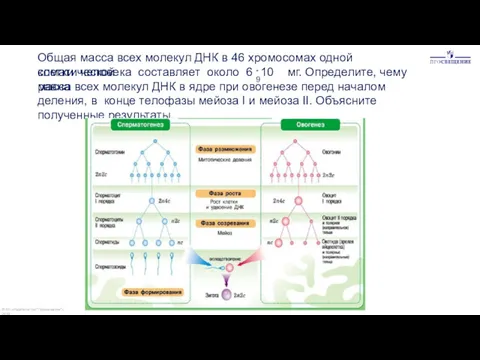 Общая масса всех молекул ДНК в 46 хромосомах одной соматической