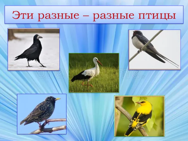 Эти разные – разные птицы