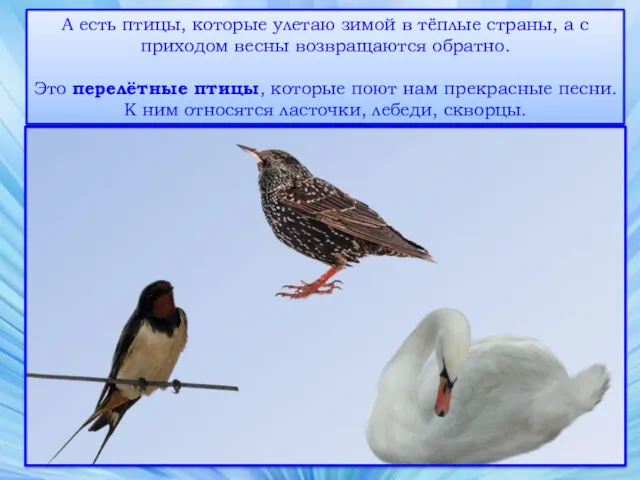А есть птицы, которые улетаю зимой в тёплые страны, а с приходом весны