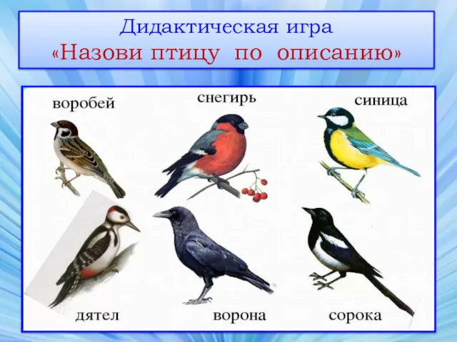 Дидактическая игра «Назови птицу по описанию»