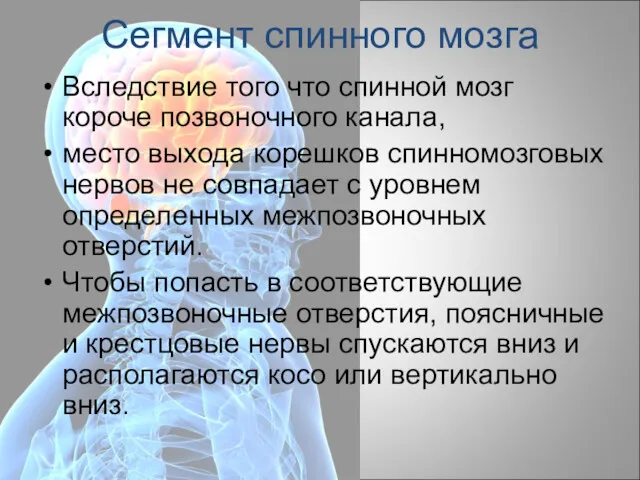 Сегмент спинного мозга Вследствие того что спинной мозг короче позвоночного